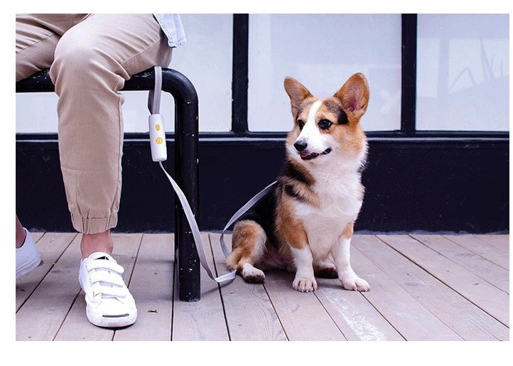 The Tailored Tail hands-free dog leash in white with reflective bungee cord attached to a person and a Corgi dog